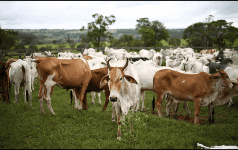 El grupo GCMA considera que el gobierno debe darle importancia a la grave situación, y proporcionar los recursos necesarios para la sanidad de los animales. CANVA