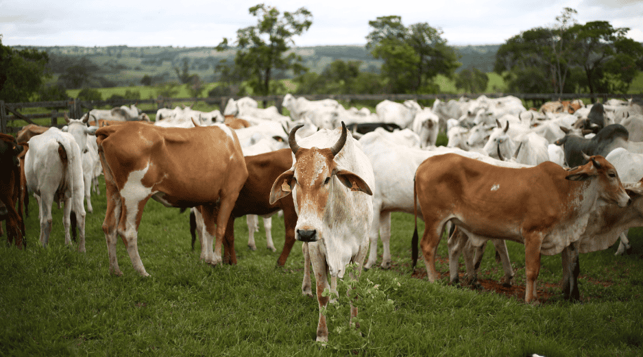 El grupo GCMA considera que el gobierno debe darle importancia a la grave situación, y proporcionar los recursos necesarios para la sanidad de los animales. CANVA