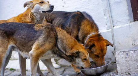 ¿Cómo proteger a los perros del gusano barrenador? UNSPLASH / A. ANDERSEN