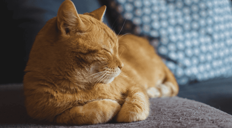 Sugerencias amigables con el medio ambiente para eliminar la pelusa de la ropa. /PIXABAY