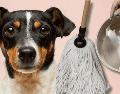 Para quitar el olor de orines de tu perro, solo basta con utilizar ingredientes que posiblemente tengas en tu hogar. UNSPLASH /  S. REFILLABLE CLEANING / UNSPLASH / VICTOR G