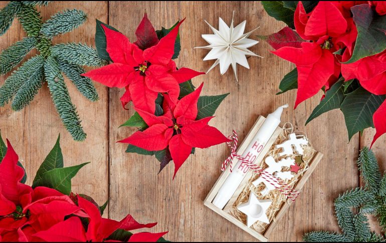 Descubre en dónde comprar Nochebuenas en la Ciudad de México. UNSPLASH / C. COWELL