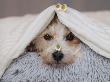 Durante el invierno, los perros también pueden sufrir hipotermia, por lo que es vital identificar las señales de advertencia. CANVA