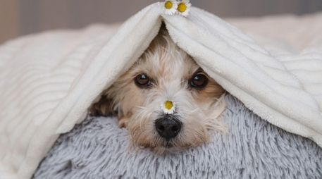 Durante el invierno, los perros también pueden sufrir hipotermia, por lo que es vital identificar las señales de advertencia. CANVA