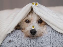 Durante el invierno, los perros también pueden sufrir hipotermia, por lo que es vital identificar las señales de advertencia. CANVA