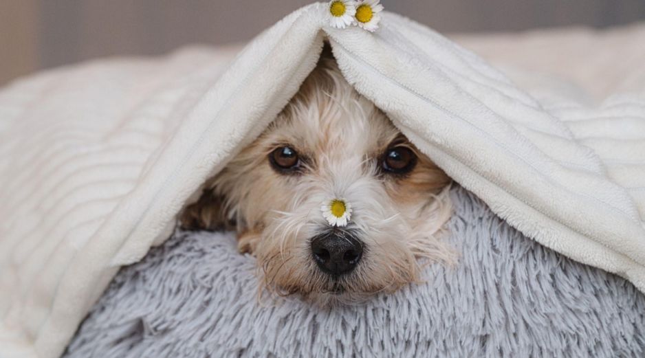 Durante el invierno, los perros también pueden sufrir hipotermia, por lo que es vital identificar las señales de advertencia. CANVA