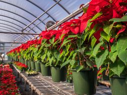 Mercados y viveros locales, la mejor opción para adquirir la flor emblemática de la Navidad.