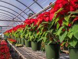 Mercados y viveros locales, la mejor opción para adquirir la flor emblemática de la Navidad.