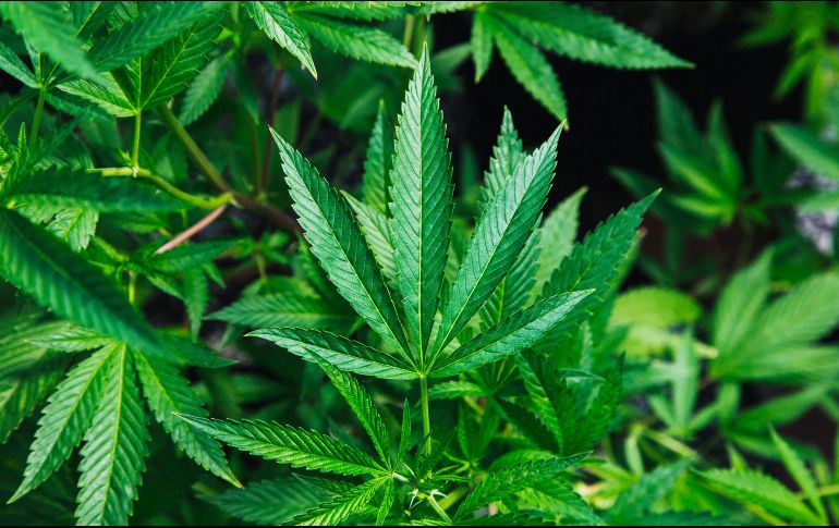 La cita para ser partícipe de este evento iniciará a las 04:20 pm. Unsplash