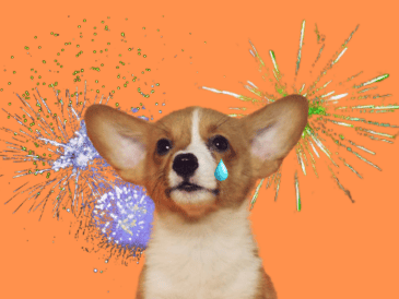 Son diversos los efectos negativos que la pirotecnia puede provocar en las mascotas, especialmente a los perros. UNSPLASH / A. NEE / UNSPLASH / P. MYRTORP / UNSPLASH / B. SOYKA