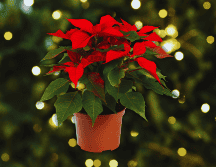 Hoy, la nochebuena es una de las flores ornamentales más comercializadas en el mundo. ESPECIAL / CANVA