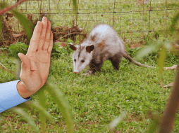 Es indispensable preservar la fauna silvestre, con la participación de población, autoridades y organizaciones. ESPECIAL / CANVA