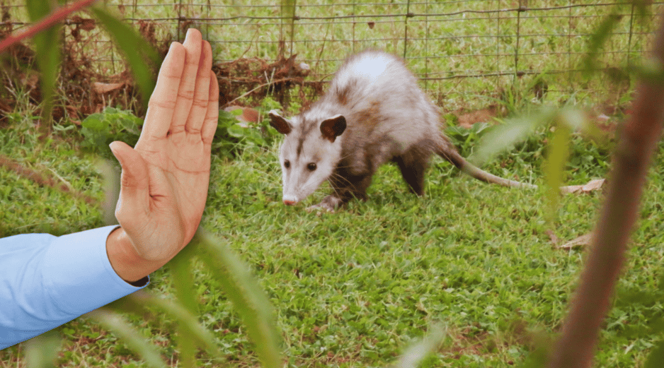 Es indispensable preservar la fauna silvestre, con la participación de población, autoridades y organizaciones. ESPECIAL / CANVA