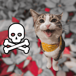 Esta es la flor endémica que le podría hacer daño a tu gato