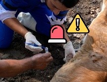 La Sader informó en un comunicado que las organizaciones ganaderas serán responsables de proponer los corrales participantes, supervisar avances y promover medidas correctivas. ESPECIAL / GOBIERNO DE MÉXICO