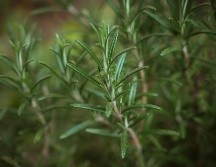 El romero posee propiedades antibacterianas y aromáticas. Unsplash