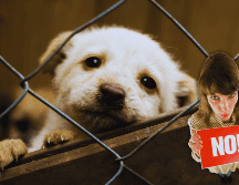 Estas modificaciones van en contra de la exhibición física de perros y gatos en cualquier tipo de estructura o mobiliario que no permita el movimiento o la expresión natural de su conducta. ESPECIAL / CANVA