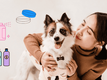 Antes de administrarle algún tipo de medicamento, primero consúltalo con un veterinario. CANVA