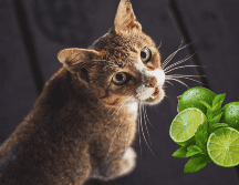 ¿Cómo los cítricos ayudan a eliminar el olor de orina de gato? UNSPLASH / A. PRATAMA