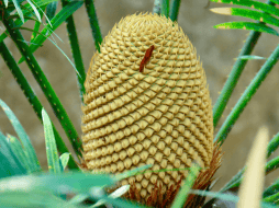 Antes de la aparición de los colores vibrantes y los aromas intensos de las flores modernas la vegetación utilizaba métodos físicos alternativos para asegurar su reproducción. CANVA