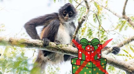 La Procuraduría recalcó que la extracción de fauna y flora silvestre tiene muchísimas implicaciones negativas para el individuo, su grupo y para su ecosistema. ESPECIAL / CONANP