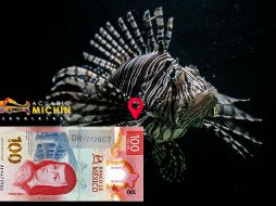 Aprovecha la temporada de diversión en el Acuario Michin; comienza esta semana. EL INFORMADOR / ARCHIVO