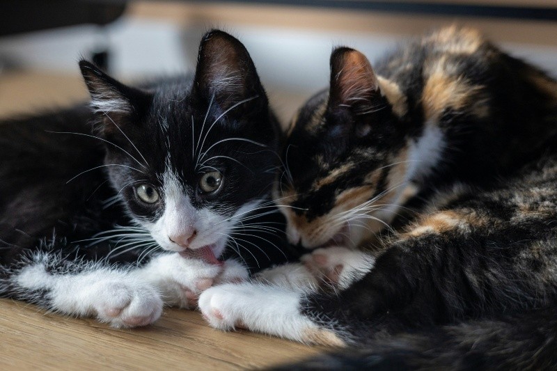 Cuando dos gatos están juntos se podría reducir el aburrimiento y la sensación de aislamiento. UNSPLASH / &nbsp;