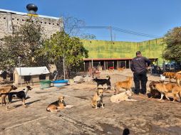 El Refugio San Vicente está en El Campanario, Zapopan, y desde que la noticia se hizo viral, la Unidad de Protección Animal (UPA) se movilizó para conocer quién había quedado encargado del sitio, iniciando así una coordinación directa con Román. EL INFORMADOR/ R. Bobadilla