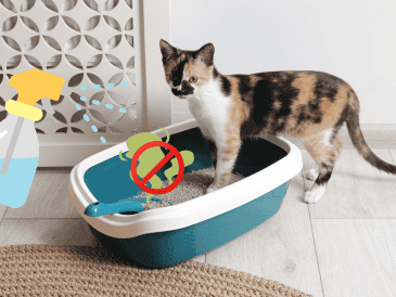 Con algunos métodos caseros sencillos es posible erradicar el problema sin gastar mucho dinero ni recurrir a productos agresivos. CANVA