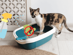 Con algunos métodos caseros sencillos es posible erradicar el problema sin gastar mucho dinero ni recurrir a productos agresivos. CANVA