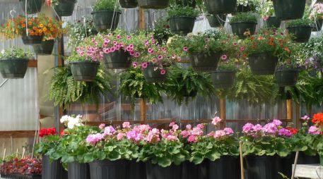 La Hoya carnosa se distingue por sus racimos de flores rosadas, de textura brillante y apariencia casi escultórica. PIXABAY