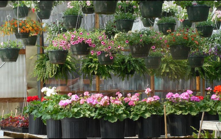 La Hoya carnosa se distingue por sus racimos de flores rosadas, de textura brillante y apariencia casi escultórica. PIXABAY