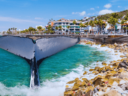 Las ballenas comienzan a aparecer en Puerto Vallarta poco a poco desde noviembre y diciembre y hasta marzo. ESPECIAL / CANVA