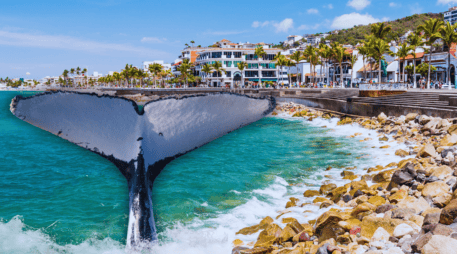 Las ballenas comienzan a aparecer en Puerto Vallarta poco a poco desde noviembre y diciembre y hasta marzo. ESPECIAL / CANVA