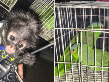 Tras realizar una revisión conforme a protocolo, se confirmó que se trataba de un mono araña, cinco loros cucha y una guacamaya verde. ESPECIAL / POLICÍA DE GUADALAJARA