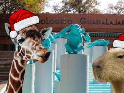 El Zoológico Guadalajara decidió llevar la Navidad a cada uno de los animalitos del recinto. ESPECIAL/ EL INFORMADOR/ ARCHIVO/ Unsplash