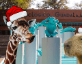 El Zoológico Guadalajara decidió llevar la Navidad a cada uno de los animalitos del recinto. ESPECIAL/ EL INFORMADOR/ ARCHIVO/ Unsplash