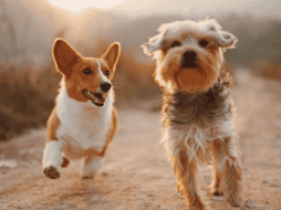 Sacar al perro con mayor frecuencia, proteger las zonas donde duerme y acudir al veterinario ante signos de incontinencia son medidas clave. Unsplash