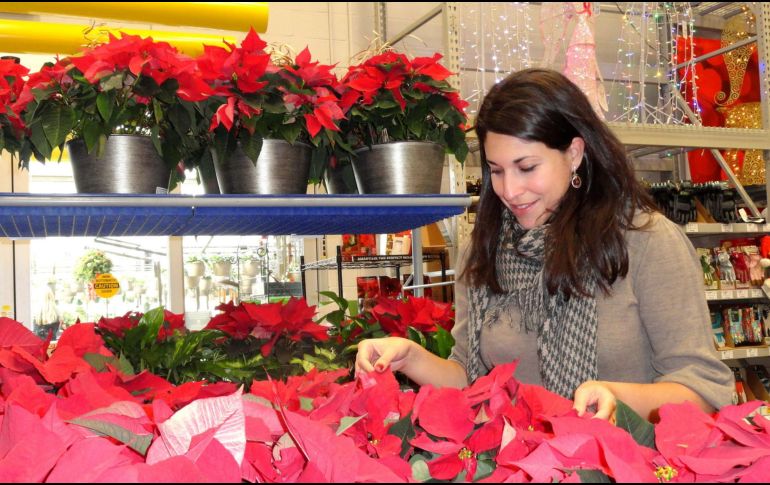 La Nochebuena es una planta de interiores y necesita luz natural indirecta para mantenerse saludable. EFE/Archivo