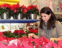 La Nochebuena es una planta de interiores y necesita luz natural indirecta para mantenerse saludable. EFE/Archivo