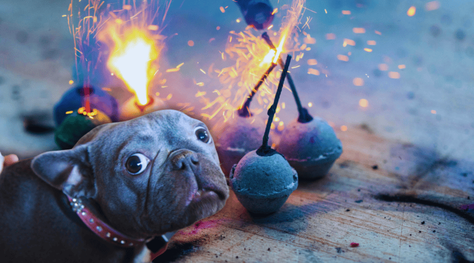 Las detonaciones pueden provocar alteraciones de conducta en perros, gatos y otros animales pequeños, como hiperactividad, agresividad o intentos desesperados por huir del origen del sonido. ESPECIAL / CANVA