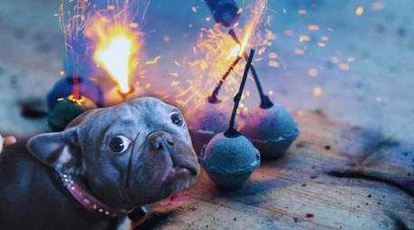 Las detonaciones pueden provocar alteraciones de conducta en perros, gatos y otros animales pequeños, como hiperactividad, agresividad o intentos desesperados por huir del origen del sonido. ESPECIAL / CANVA