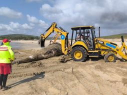 De acuerdo con las autoridades estatales, a su arribo a la playa el cetáceo presentaba aproximadamente ocho días de evolución cadavérica. ESPECIAL.