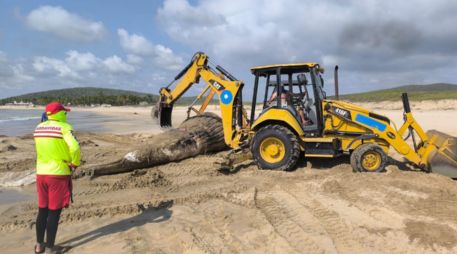 De acuerdo con las autoridades estatales, a su arribo a la playa el cetáceo presentaba aproximadamente ocho días de evolución cadavérica. ESPECIAL.