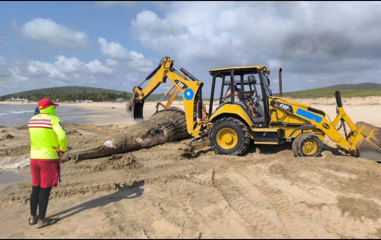De acuerdo con las autoridades estatales, a su arribo a la playa el cetáceo presentaba aproximadamente ocho días de evolución cadavérica. ESPECIAL.