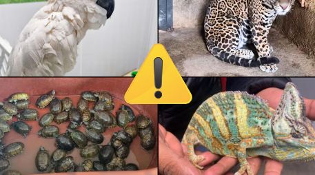 Te compartimos un recuento de los casos de posesión, comercio y tráfico ilegal de ejemplares de fauna silvestre en cada estado. ESPECIAL / PROFEPA