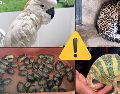 Te compartimos un recuento de los casos de posesión, comercio y tráfico ilegal de ejemplares de fauna silvestre en cada estado. ESPECIAL / PROFEPA