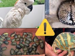 Te compartimos un recuento de los casos de posesión, comercio y tráfico ilegal de ejemplares de fauna silvestre en cada estado. ESPECIAL / PROFEPA