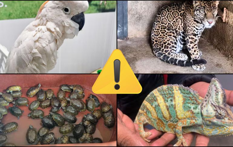 Te compartimos un recuento de los casos de posesión, comercio y tráfico ilegal de ejemplares de fauna silvestre en cada estado. ESPECIAL / PROFEPA