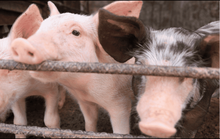 La entidad también destaca como líder en la producción de huevo, leche, cultivos agrícolas de chía, agave, frambuesa, tamarindo, maíz grano, maíz forrajero y coco fruta. ESPECIAL 